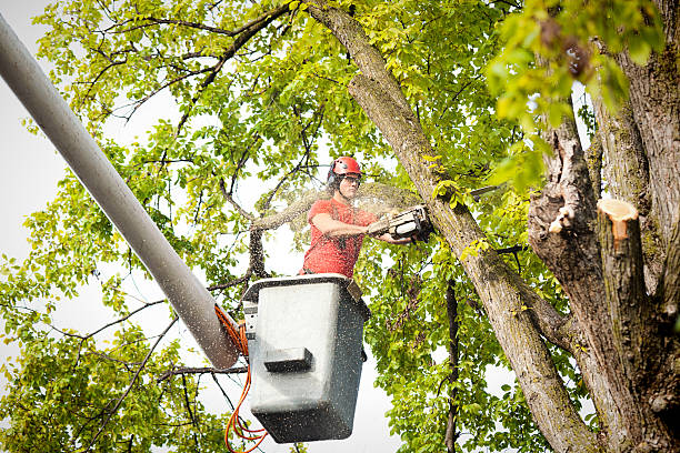 How Our Tree Care Process Works  in  Lake Secession, SC