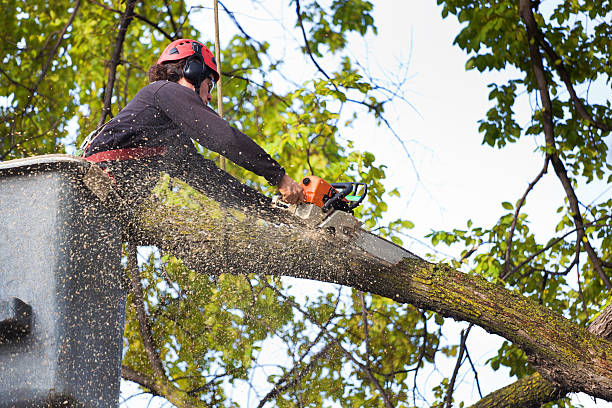 Best Tree and Shrub Care  in Lake Secession, SC