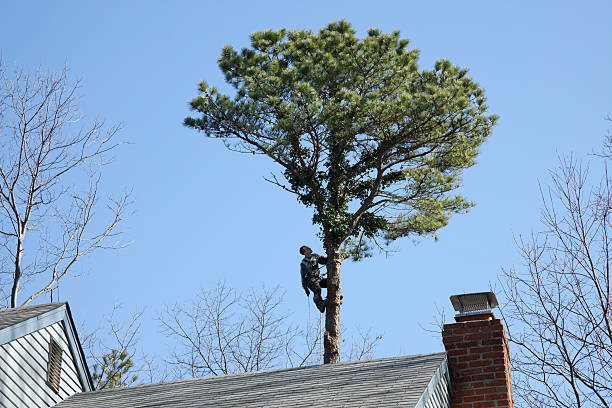 Best Tree Maintenance Programs  in Lake Secession, SC